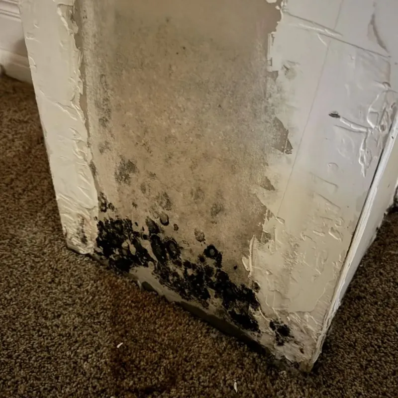 Professional Mold Removal in Bull Valley, IL